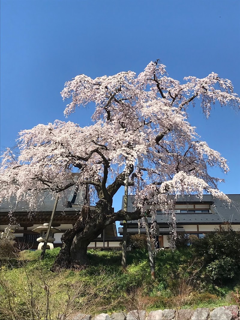 建福寺のしだれ桜