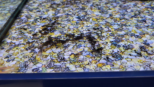 Grocery Store «Meijer», reviews and photos, 755 E Boughton Rd, Bolingbrook, IL 60440, USA