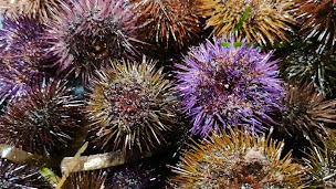 Photo n°73 de Coquillages André à Nice ()