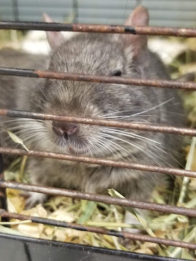 Pet Store «Animal Ark», reviews and photos, 2730 Brookdale Dr, Kingwood, TX 77339, USA