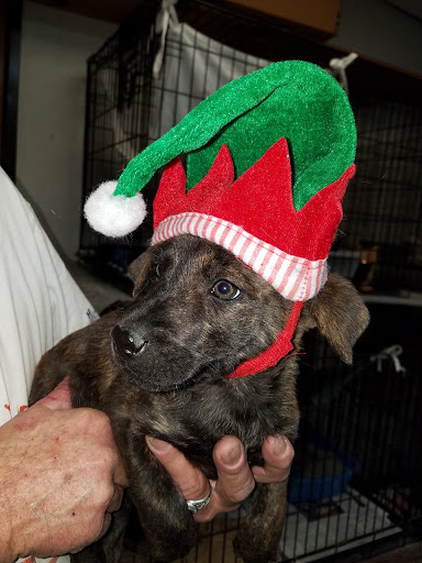 Thrift Store «West Plains Regional Animal Shelter», reviews and photos, 1438 State Rte BB, West Plains, MO 65775, USA