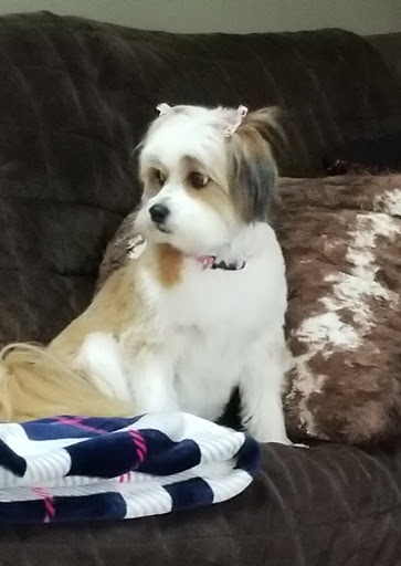 Pet Supply Store «PetSmart», reviews and photos, 976 IL-59, Aurora, IL 60504, USA