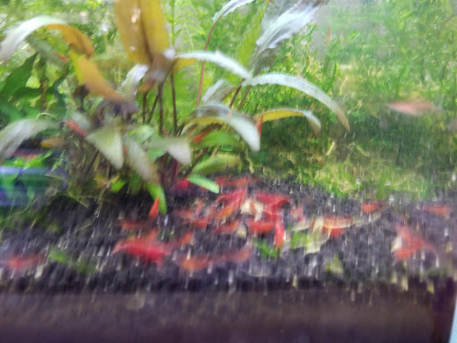 Pet Store «D D Fish & Pets», reviews and photos, 2413 S Fairview St, Santa Ana, CA 92704, USA