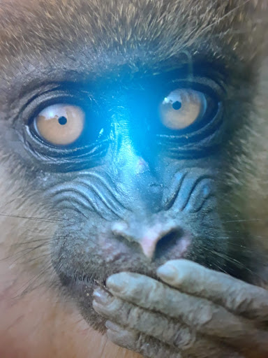 Art Museum «Bruce Museum», reviews and photos, 1 Museum Dr, Greenwich, CT 06830, USA