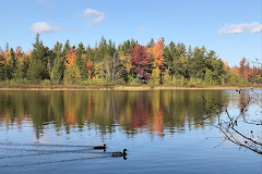 Irishtown Nature Park