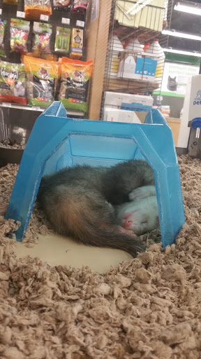 Pet Supply Store «Petco Animal Supplies», reviews and photos, 9350 US 49 a, Gulfport, MS 39503, USA