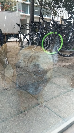 Bicycle Store «Brickell Bikes», reviews and photos, 70 SW 12th St, Miami, FL 33130, USA