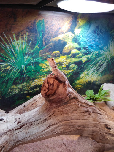 Pet Store «Petland», reviews and photos, 351 Diederich Blvd, Ashland, KY 41101, USA