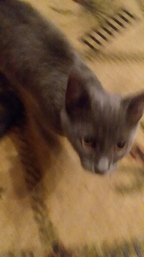 Pet Supply Store «Pet Partners», reviews and photos, 1962 W State St, Bristol, TN 37620, USA