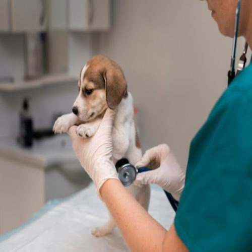 Opiniones de Veterinaria Esperanza en Calama - Veterinario