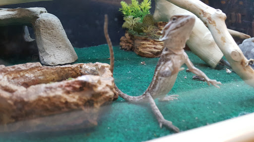 Pet Supply Store «PetSmart», reviews and photos, 2801 Pine Lake Rd, Lincoln, NE 68516, USA