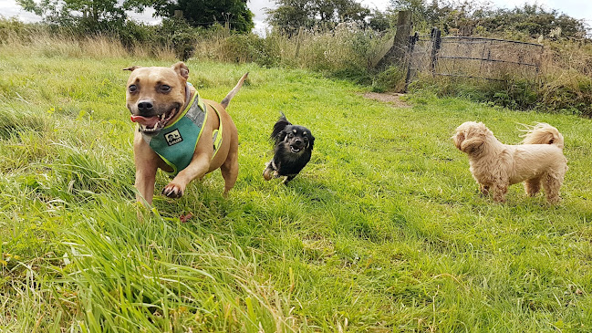 THE LAUGHING DOG CLUB- Dog Walking & Socializing - Doncaster