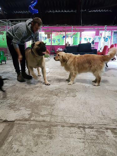 Reviews of Pucci DayCare For Dogs in Lower Hutt - Dog trainer