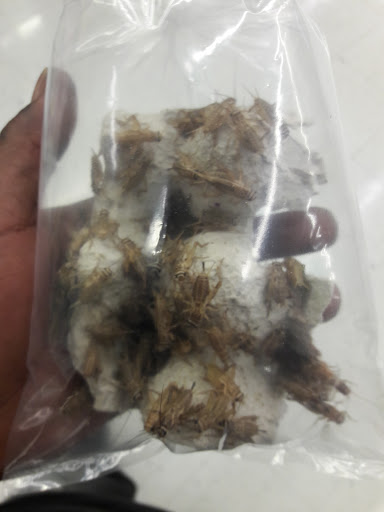 Pet Supply Store «Pet Supplies Plus», reviews and photos, 2155 Delaware Ave, Buffalo, NY 14216, USA