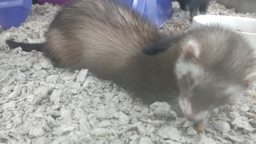 Pet Supply Store «Petco Animal Supplies», reviews and photos, 2210 N Eagle Rd, Meridian, ID 83646, USA