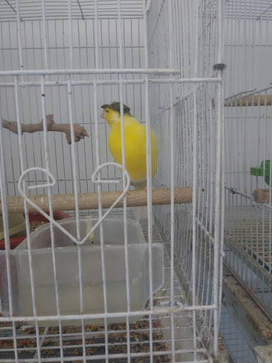 Pet Store «Animal Lovers Pet Shop», reviews and photos, 24028 Vista Montana, Torrance, CA 90505, USA