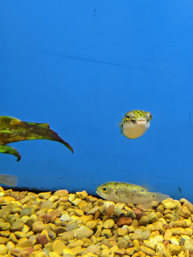 Pet Supply Store «Petco Animal Supplies», reviews and photos, 30697 US Hwy 19 N, Palm Harbor, FL 34684, USA