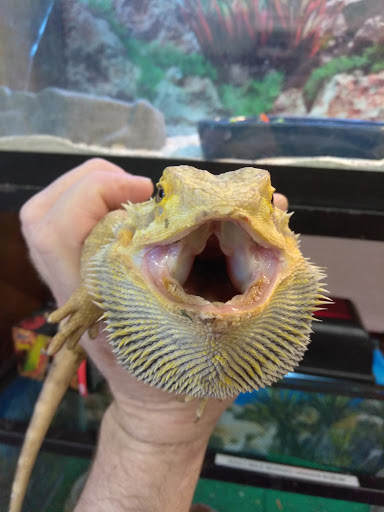 Pet Store «Wet Pet & Reptile Center», reviews and photos, 429 Eastern Blvd, Essex, MD 21221, USA