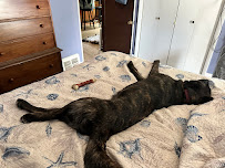 Camp Bow Wow - Photo 5 - Car repair in Norton Shores, MI, Muskegon