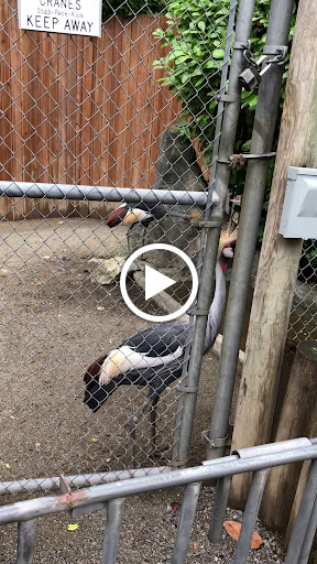 Zoo «Cougar Mountain Zoo», reviews and photos, 19525 SE 54th St, Issaquah, WA 98027, USA