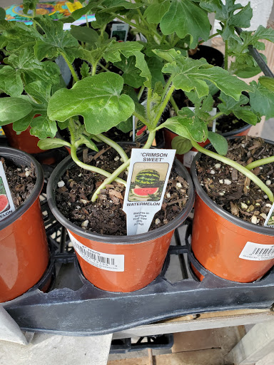 Gift Shop «Blue Hills Nursery & Gift Shop», reviews and photos, 16440 Whittier Blvd, Whittier, CA 90603, USA