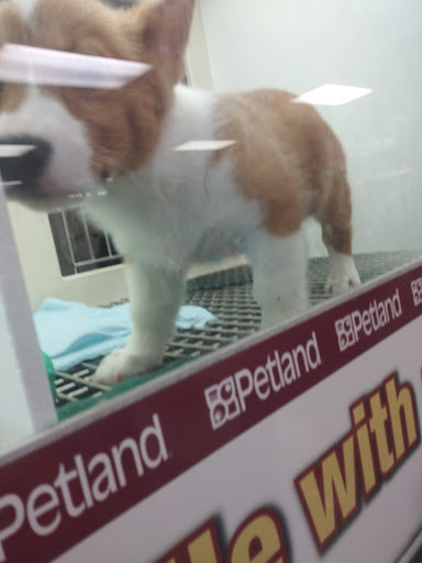 Pet Store «Petland», reviews and photos, 7030 Bandera Rd, San Antonio, TX 78238, USA