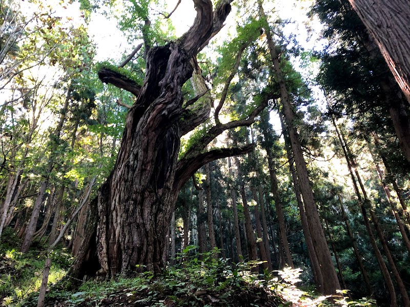 石伏旧若宮八幡神社の大クリ