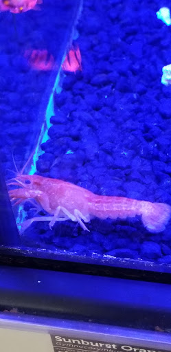 Pet Supply Store «Petco Animal Supplies», reviews and photos, 1014 Shoppes At Midway Dr, Knightdale, NC 27545, USA