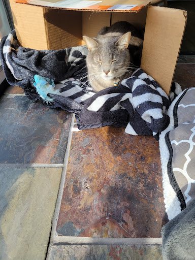 Pet Groomer «Sandy Paw Pet Spa & Boutique», reviews and photos, 44 Woodside Ave, Winthrop, MA 02152, USA