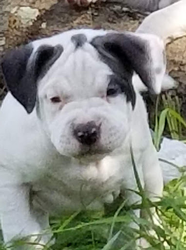 Truck Dealer «Bronco Dales Auto & Truck Salvage», reviews and photos, 19646 Saltsdale Rd, Umatilla, FL 32784, USA