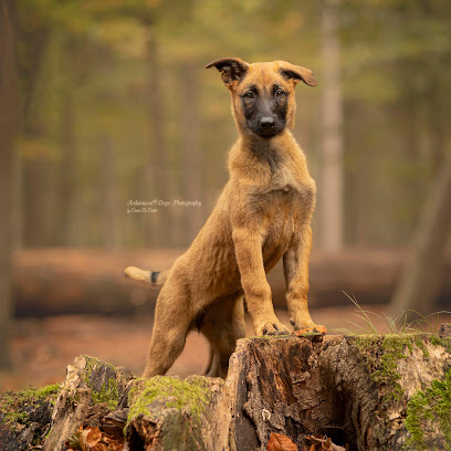 Arduinus Dogs Photography