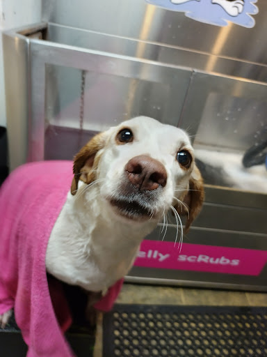 Pet Groomer «Belly scRubs Self Service Pet Wash», reviews and photos, 119 WV-34 #1, Hurricane, WV 25526, USA