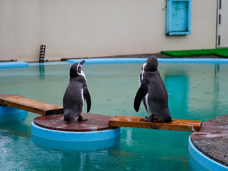 京都市動物園 ペンギン