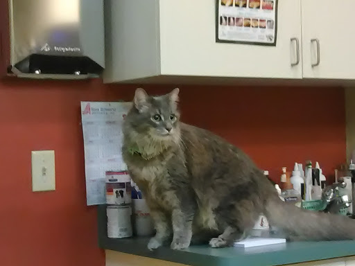 Pet Supply Store «Local Pet», reviews and photos, 415 Gettysburg St #1, Pittsburgh, PA 15206, USA