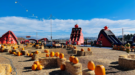 Bennett’s Best Christmas Trees and Pumpkins