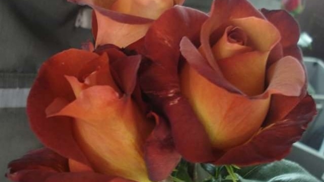 Opinii despre Floraria Flori Iris în <nil> - Florărie