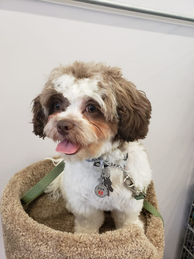 Pet Supply Store «Bow Wow and Meow Pet Supplies», reviews and photos, 1648 S 4th St, Allentown, PA 18103, USA