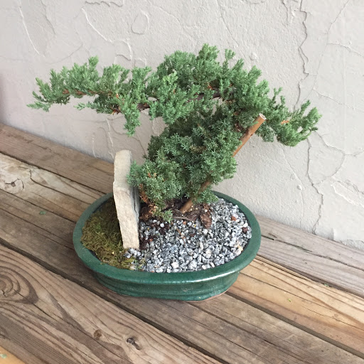 Wholesale Florist «Urban Jungle», reviews and photos, 2603 Sherman Ave NW, Washington, DC 20001, USA