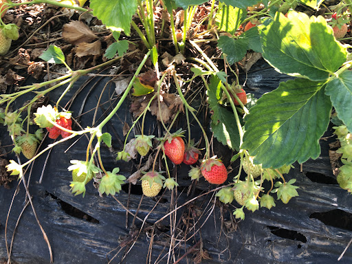 Farm «Alstede Farms», reviews and photos, 1 Alstede Farms Ln, Chester, NJ 07930, USA