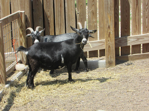 Zoo «Mesker Park Zoo», reviews and photos, 1545 Mesker Park Dr, Evansville, IN 47720, USA