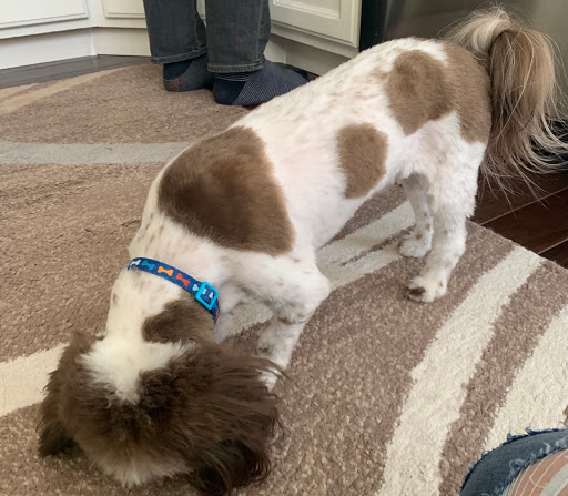 Pet Supply Store «PetSmart», reviews and photos, 57 NJ-23, Wayne, NJ 07470, USA