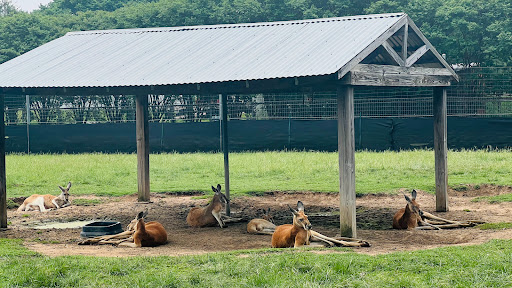 Ranch «Sharkarosa Wildlife Ranch», reviews and photos, 11670 Massey Rd, Pilot Point, TX 76258, USA