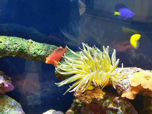 Tropical Fish Store «Top Hat Aquarium», reviews and photos, 18710 SW 107th Ave, Cutler Bay, FL 33157, USA