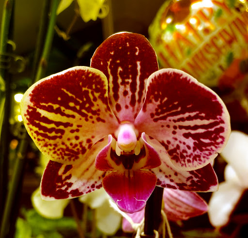 Grocery Store «Kroger Marketplace», reviews and photos, 27322 Carronade Dr, Perrysburg, OH 43551, USA