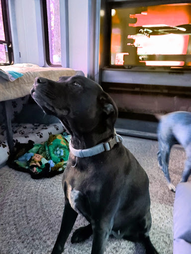 Pet Supply Store «Petco Animal Supplies», reviews and photos, 1086 Killingly Commons Drive, Dayville, CT 06241, USA