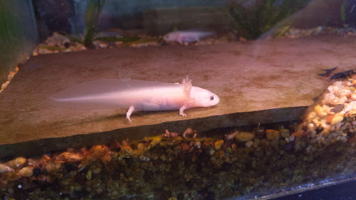 Pet Store «Pet Connection», reviews and photos, 29551 Five Mile Road, Livonia, MI 48154, USA