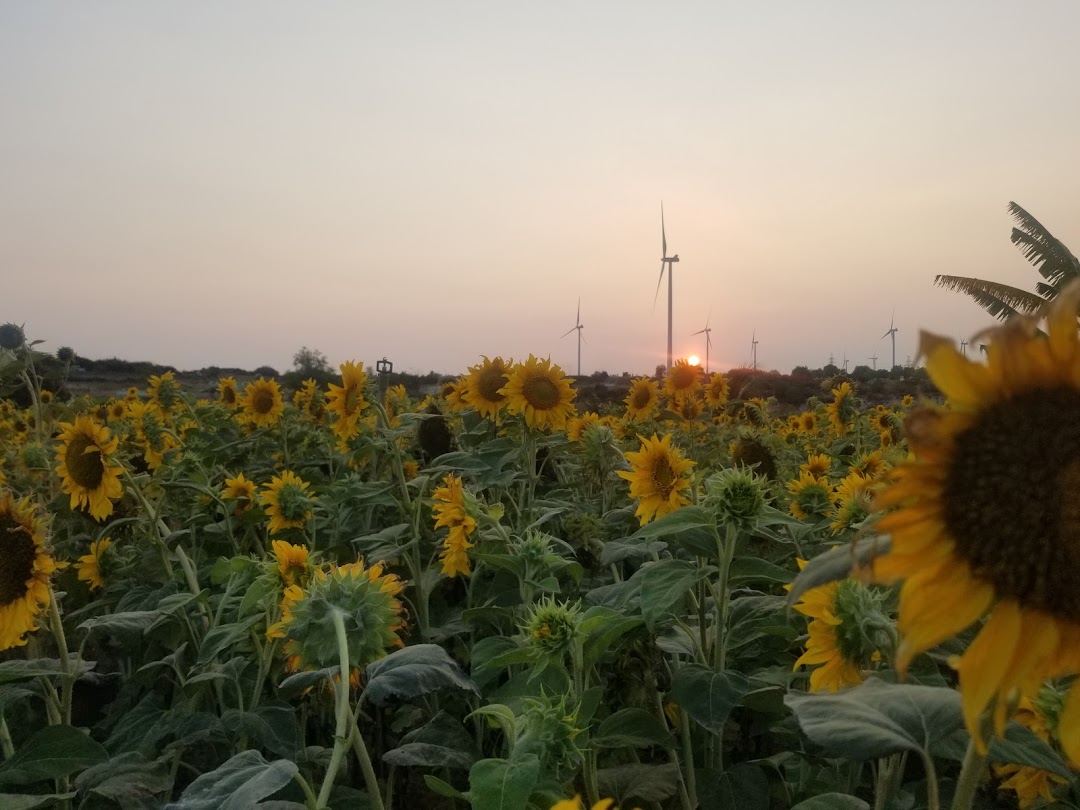 Vườn hoa mặt trời - Cánh đồng quạt gió
