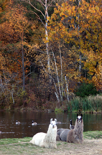 Farm «Dakota Ridge Farm», reviews and photos, 189 E High St, Ballston Spa, NY 12020, USA