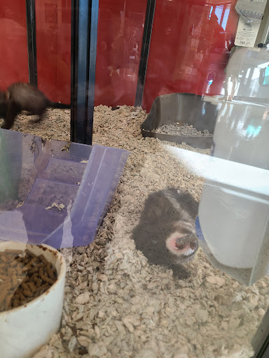 Pet Supply Store «Petco Animal Supplies», reviews and photos, 8700 Preston Rd #105, Plano, TX 75024, USA