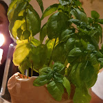 Photo n°4 de l'avis de Taj.a fait le 02/07/2019 à 22:00 sur le  Trattoria Da Ignazio à Venice